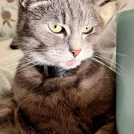 Cat's House- Dum U Trech Kocek