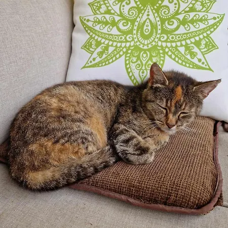 Cat's House- Dum U Trech Kocek