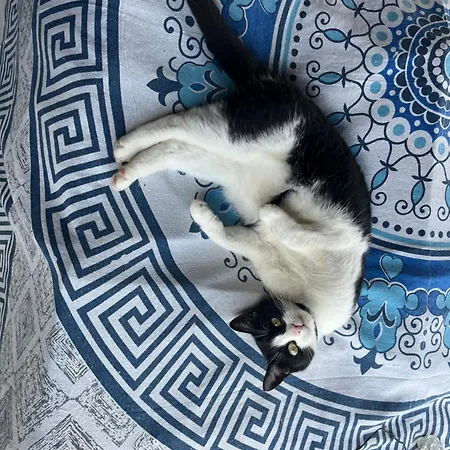 別荘 Cat's House- Dum U Trech Kocek Zdice