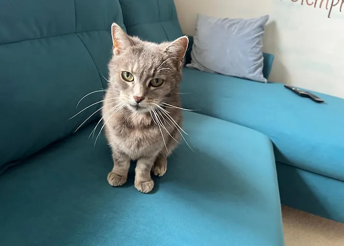 بيت للعطل Cat's House- Dum U Trech Kocek *