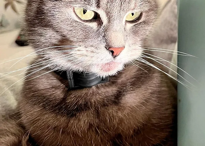 Cat's House- Dum U Trech Kocek