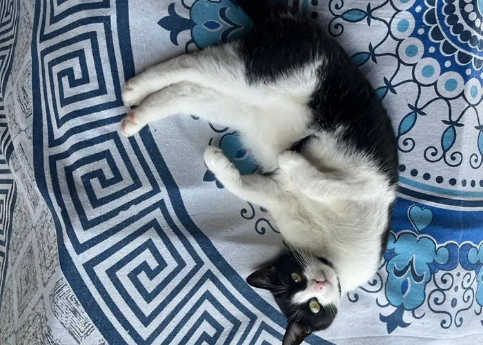 بيت للعطل Cat's House- Dum U Trech Kocek Zdice